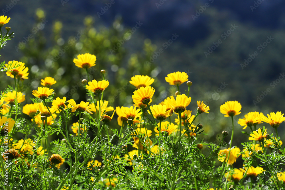 Beautiful daisies on a field in green grass in spring. Beautiful daisies on a field in green grass in spring.