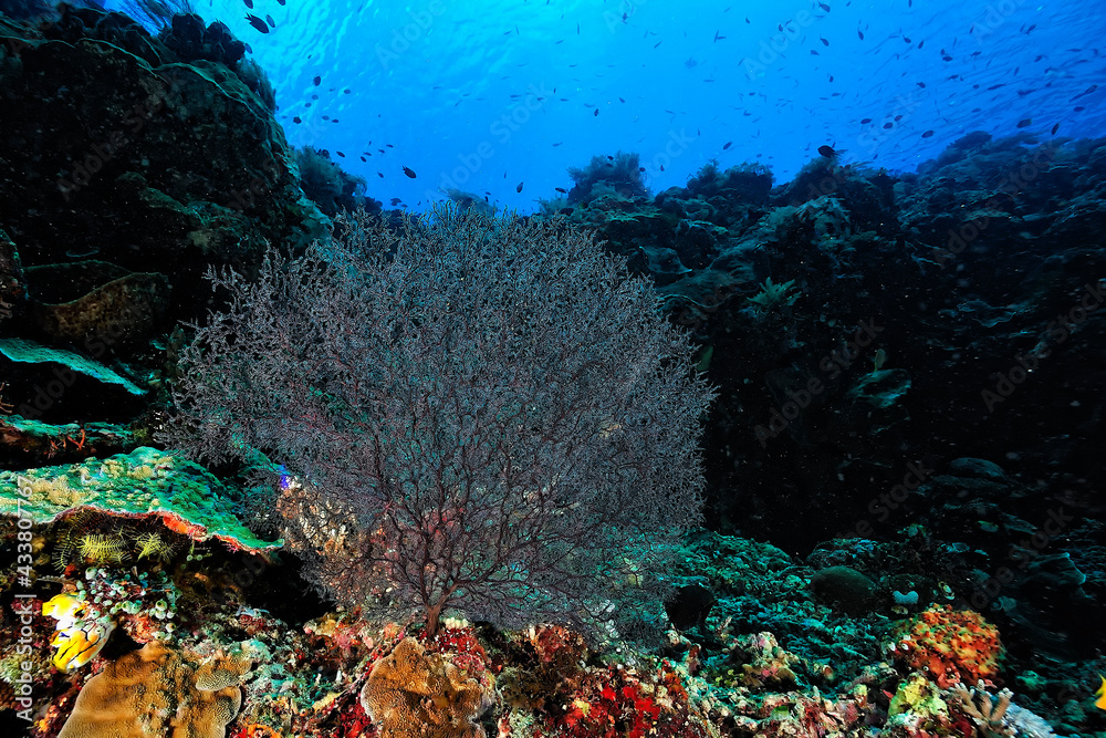 Fototapeta premium A picture of the coral reef