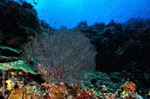 Fototapeta Naklejka Na Ścianę i Meble -  A picture of the coral reef