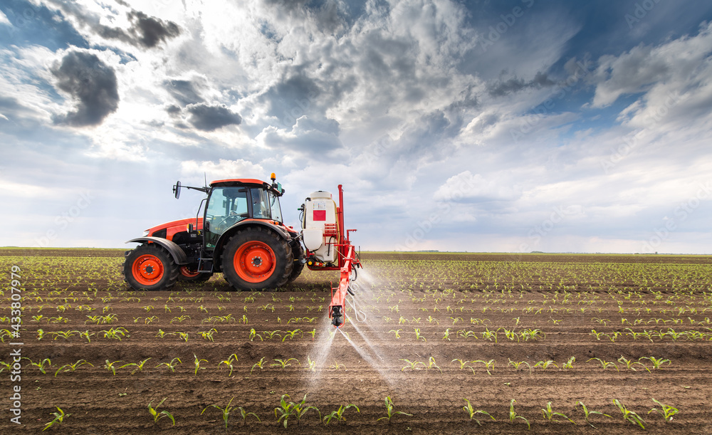 Fototapeta premium Tractor spraying corn field