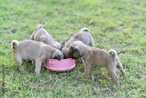 Cute puppy brown Pug eating feed in dog bowl