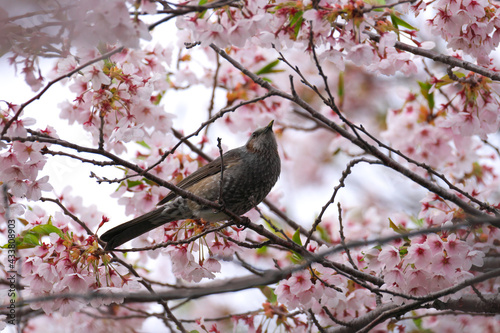 桜の花とヒヨドリ