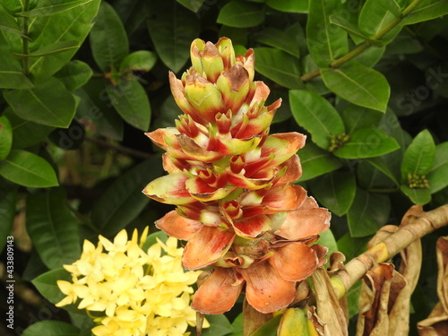 flower in the garden