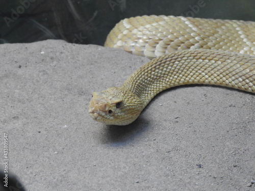 close up of a snake