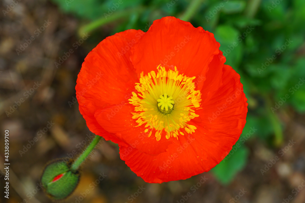 Orange and yellow flowers of Icelandic Poppy (Papaver Nudicaule) Orange and yellow flowers of Icelandic Poppy (Papaver Nudicaule)