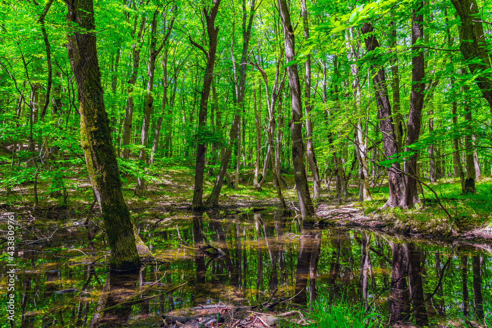 Obraz premium Small swamp in a green forest