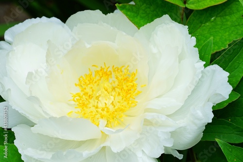 White and yellow tree peony flower growing on the shrub