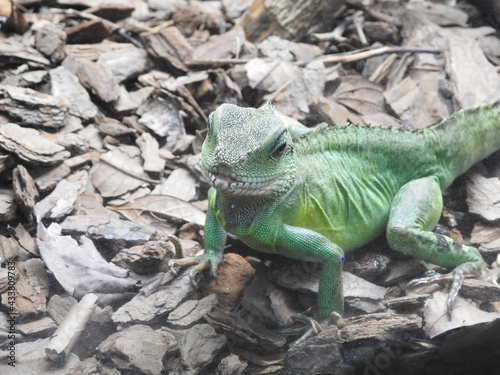 iguana on a rock