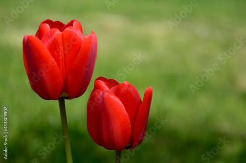 TULIPANES ROJOS TULIPANES AMARILLOS FRANCIA