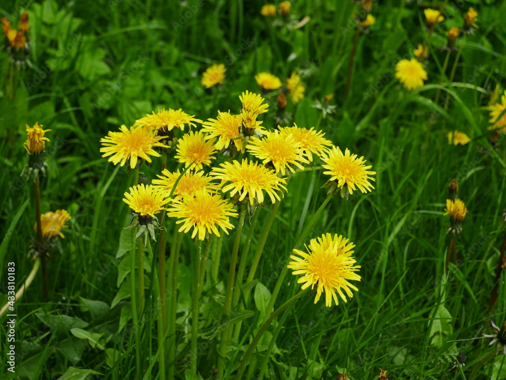 Dandelions are blooming in the meadow. Dandelions are blooming in the meadow.