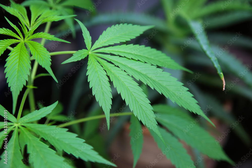 Closeup of green young cannabis plant leaves in flower pot Closeup of green young cannabis plant leaves in flower pot