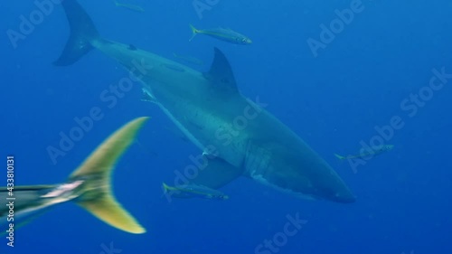 Wallpaper Mural Slow motion of great white shark swimming underwater in front of camera in a school of fish off the coast of Guadeloupe, Mexico. Carcharodon carcharias, or white shark. Torontodigital.ca