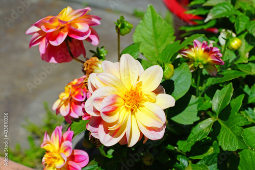 Pink and yellow dahlia flower in bloom © eqroy