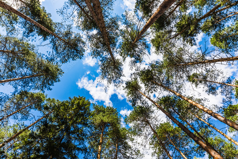 Obraz premium Perennial pines in Meshchera National Park, Vladimir region, Russia