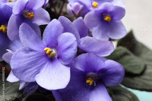 Beautiful violet flowers on light grey background, closeup. Plant for house decor © New Africa