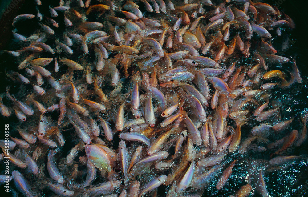Malaysia: A fish farming culture in Sarawak on Borneo Island