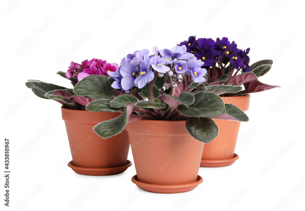 Beautiful potted violets on white background. Plants for house decor Beautiful potted violets on white background. Plants for house decor
