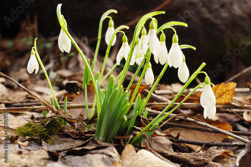 Caucasian snowdrop Galanthus bortkewitschianus with white flowers and green leaves photo