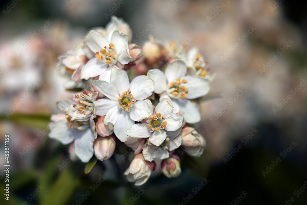 Closeup of flowers of Mexican orange, Choisya x dewitteana 'Aztec Pearl', in spring in the UK Closeup of flowers of Mexican orange, Choisya x dewitteana 'Aztec Pearl', in spring in the UK