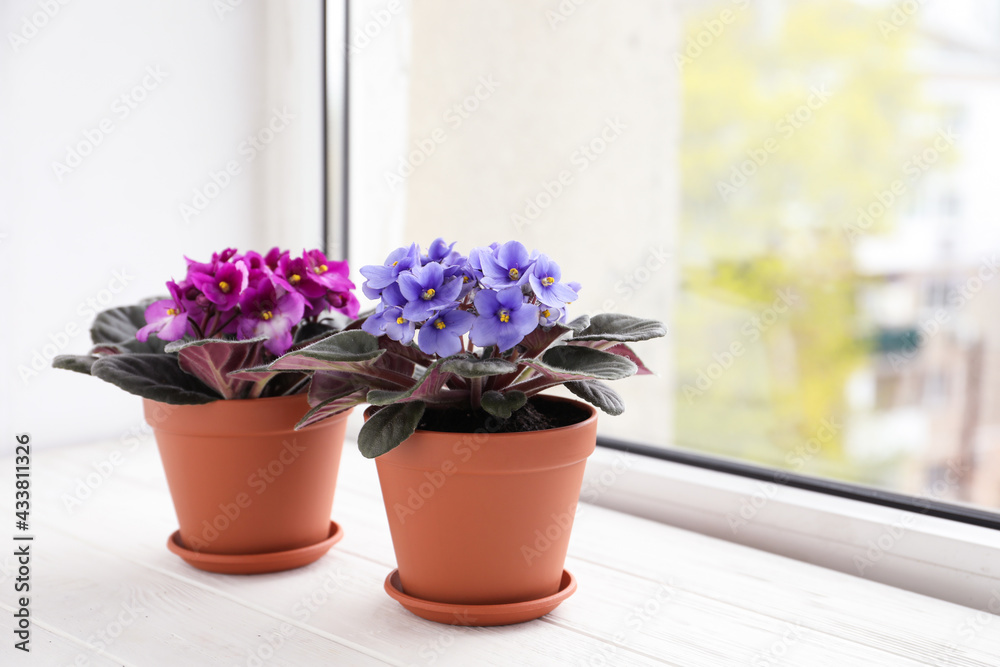 Beautiful potted violets on white wooden window sill, space for text. Delicate house plants