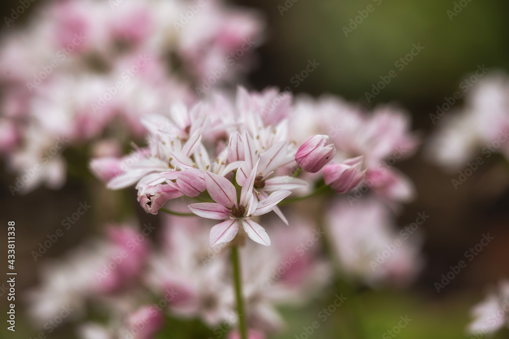 Closeup of the Flowers of Allium 'Cameleon' in spring Closeup of the Flowers of Allium 'Cameleon' in spring