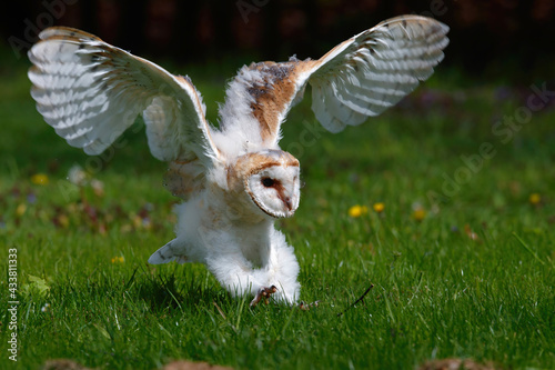 cute Juvenile Barn owl (Tyto alba) trying to fly in Noord Brabant in the Netherlands.