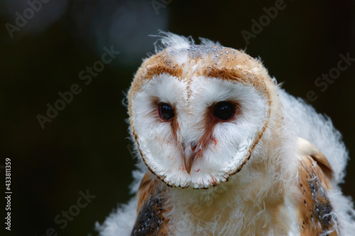 Portrait of a cute Juvenile Barn owl (Tyto alba) with a black background in Noord Brabant in the Netherlands.