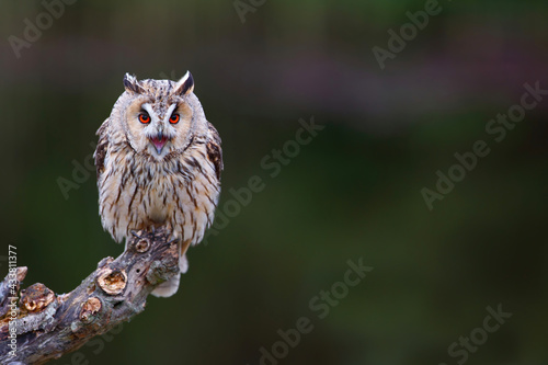 Beautiful long-eared owl (Asio otus) on a branch in the forest of Noord Brabant in the Netherlands with a black background .