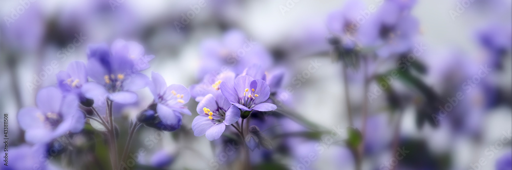 Panorama of flowers of Jacob's Ladder, Polemonium 'Heavenly Blue', in spring