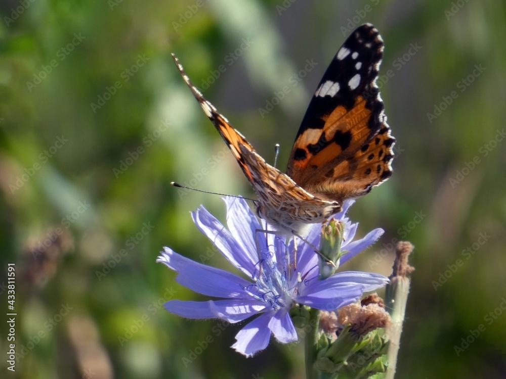Butterfly standing on the blue flower in the meadow Butterfly standing on the blue flower in the meadow