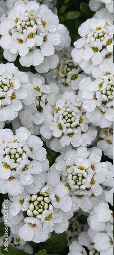 white flowers,weiß, blume, natur, frühling, pflanze, aufblühen, blühen, garden, blumenstrauss, floral, green, schönheit, flora, schön, makro, hochzeit, baum, close up, sommer, frisch, chrysantheme