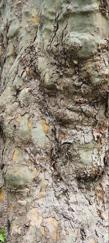 bark texture,baum, natur, bark, wald, kofferraum, green, holz, alt, pflanze, park, herbst, landschaft, beschaffenheit, baum, moos, föhre, birches, braun, ast, ausserhalb, blatt, frühling, sommer, holz