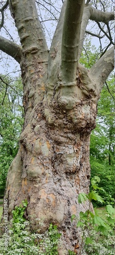 baum, natur, bark, wald, kofferraum, green, holz, alt, pflanze, park, herbst, landschaft, beschaffenheit, baum, moos, föhre, birches, braun, ast, ausserhalb, blatt, frühling, sommer, holz