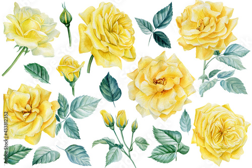 Set of yellow rose on an isolated white background. Watercolor botanical illustration. Floral design