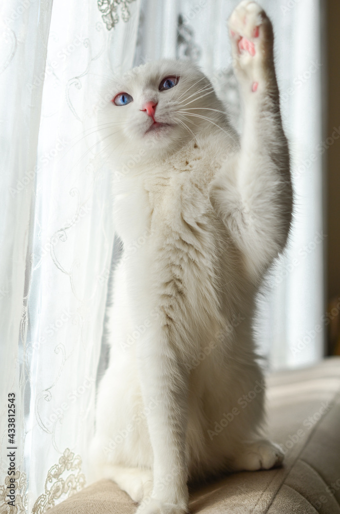 White kitten with blue eyes says 