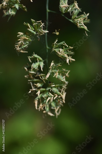 Orchard grass flowers. Poaceae perennnial grass. Hay fever causes plants.