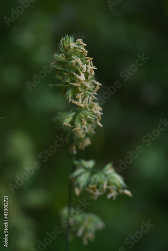 Orchard grass flowers. Poaceae perennnial grass. Hay fever causes plants.