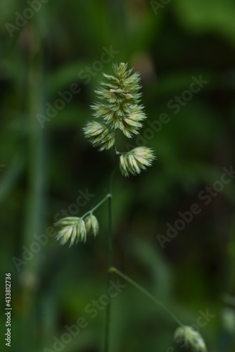 Orchard grass flowers. Poaceae perennnial grass. Hay fever causes plants.