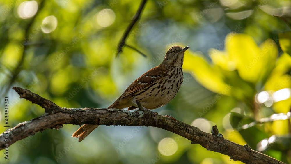 Brown Thrasher (Toxostoma rufum) North Carolina Brown Thrasher (Toxostoma rufum) North Carolina