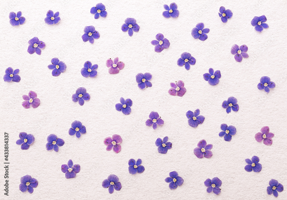 wallpaper or texture of small delicate blue wildflowers filling a white background wallpaper or texture of small delicate blue wildflowers filling a white background