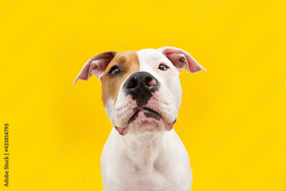 Funny dog expression. Bored and hungry American Staffordshire puppy looking. Isolated on yellow background