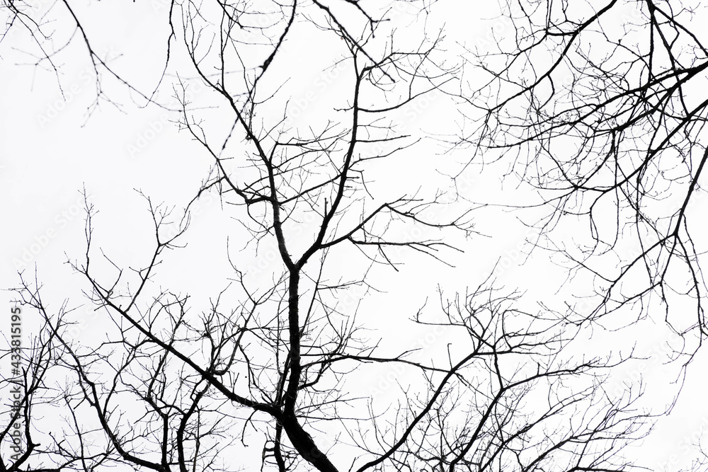 Monochrome tree branches isolated on the white background, no person
Monochrome tree branches isolated on the white background, no person