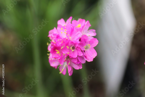 Closeup of pink seathrift armeria flowers in spring photo