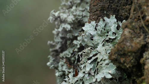 Lichen grows on the bark of pine trees. The lichen consists of the hyphae of the fungus and algae. photo