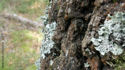 The opiliones hid in a crack in the bark. Only the legs are visible. Lichen grows on the bark.
