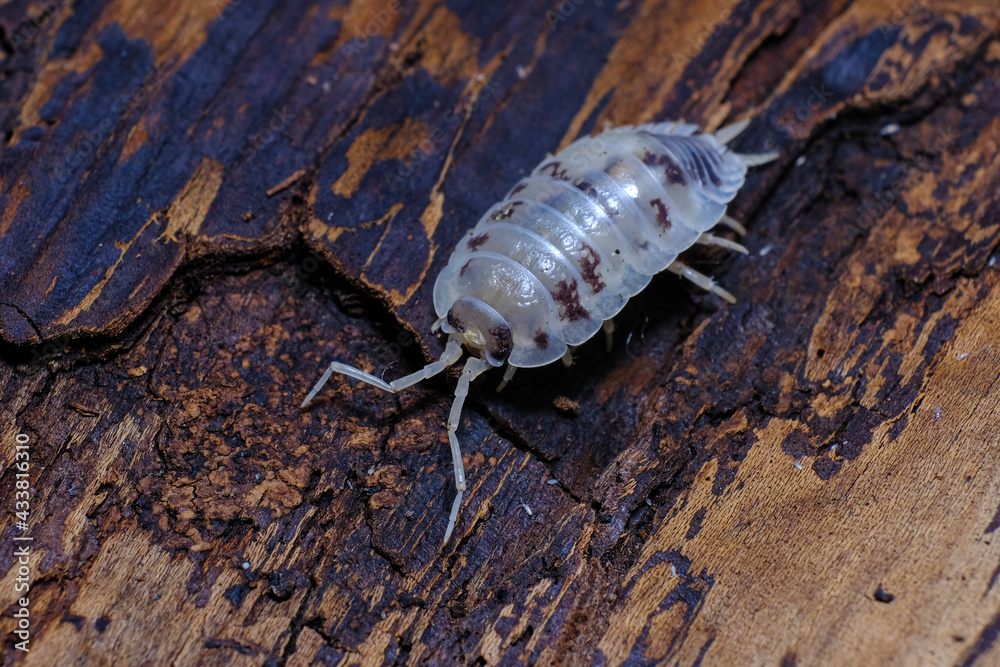 Isopod - Dairy Cow, On the bark in the deep forest, macro shot isopods. Isopod - Dairy Cow, On the bark in the deep forest, macro shot isopods.