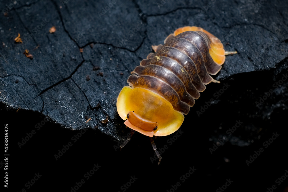 Isopod - Cubaris Rubber ducky, On the bark in the deep forest, macro shot  isopods. Stock Photo | Adobe Stock