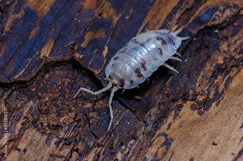 Isopod - Dairy Cow  On the bark in the deep forest  macro shot isopods.