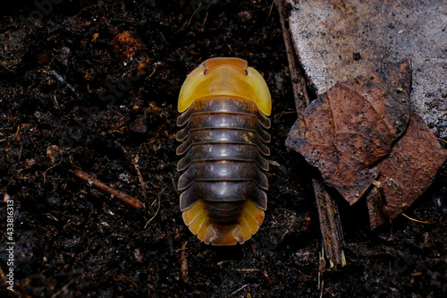 Isopod - Cubaris Rubber ducky, On the bark in the deep forest, macro shot isopods. photo