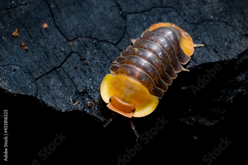 Photography Isopod - Cubaris Rubber ducky, On the bark in the deep forest, macro shot isopods